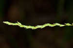 Roan Mountain sedge